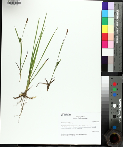 Crawe's sedge (Carex crawei)