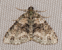 Hammaptera parinotata