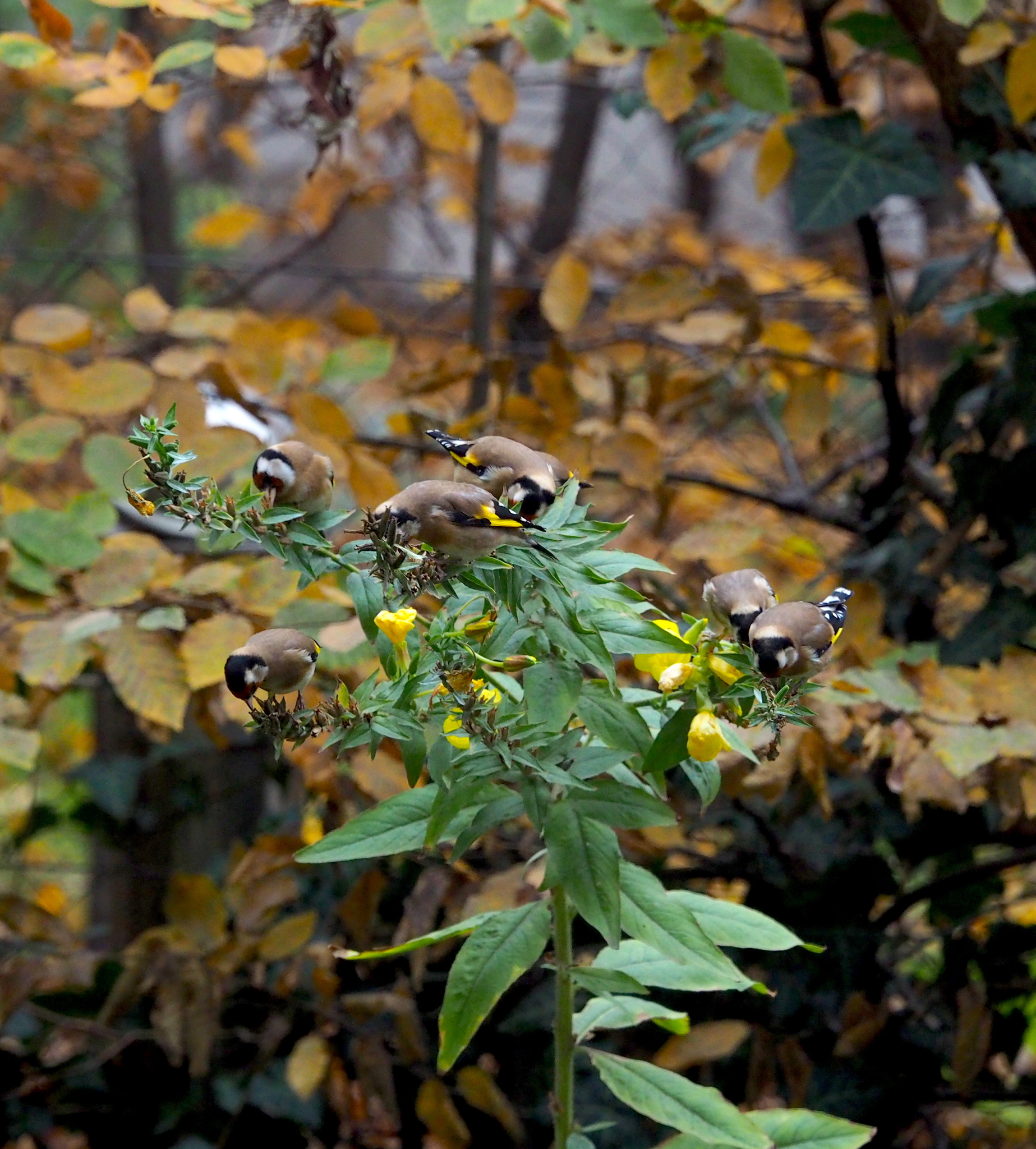 European Goldfinch