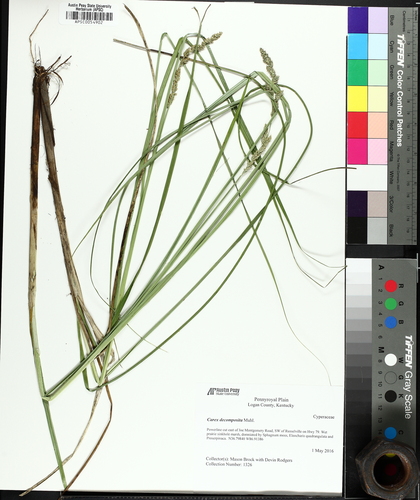 cypressknee sedge (Carex decomposita)