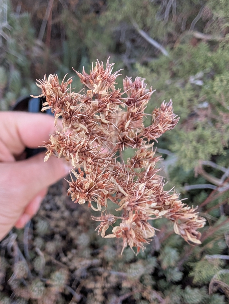 Sedum aristatum Vill. 2