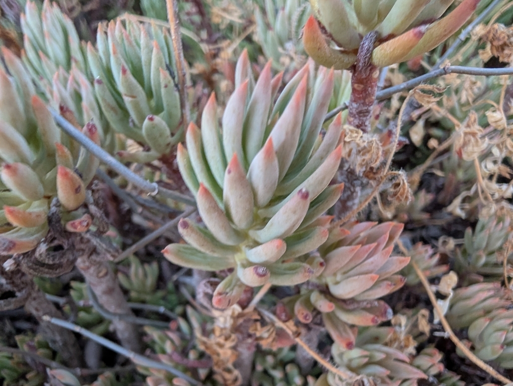 Sedum aristatum Vill. 3