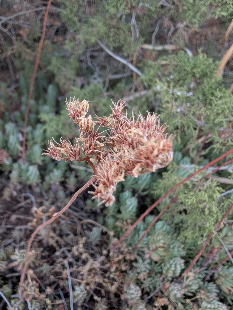 Sedum aristatum Vill.