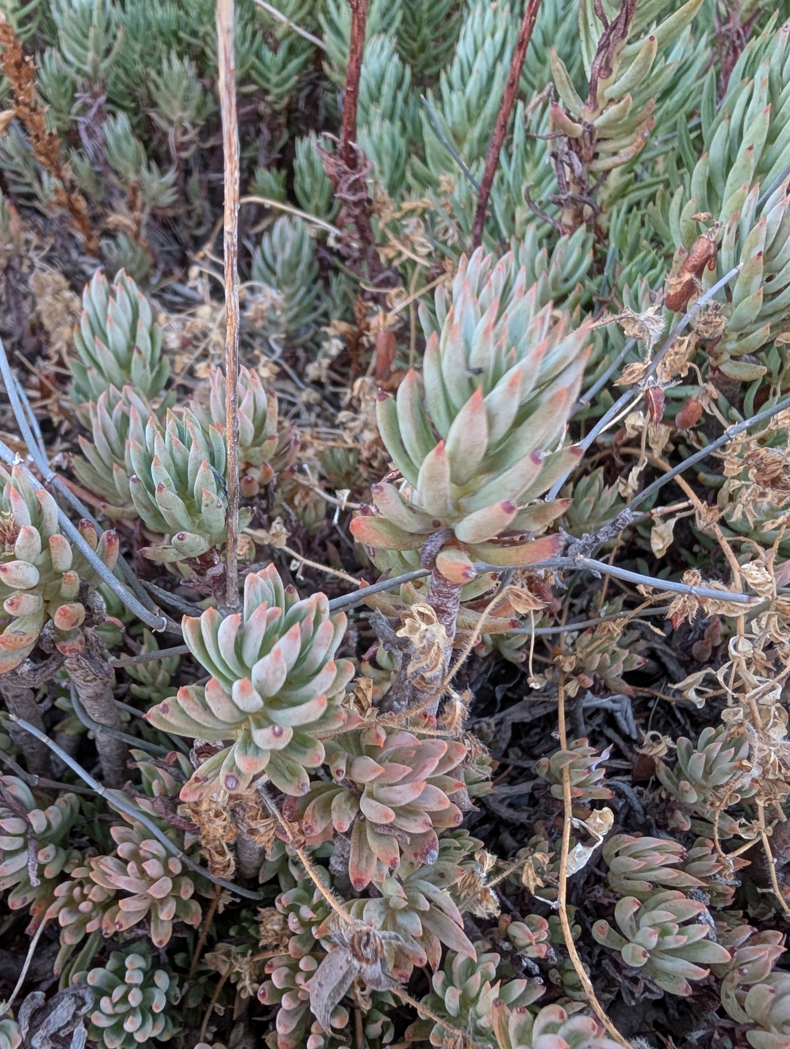 Sempervivum sediforme Jacq. 2