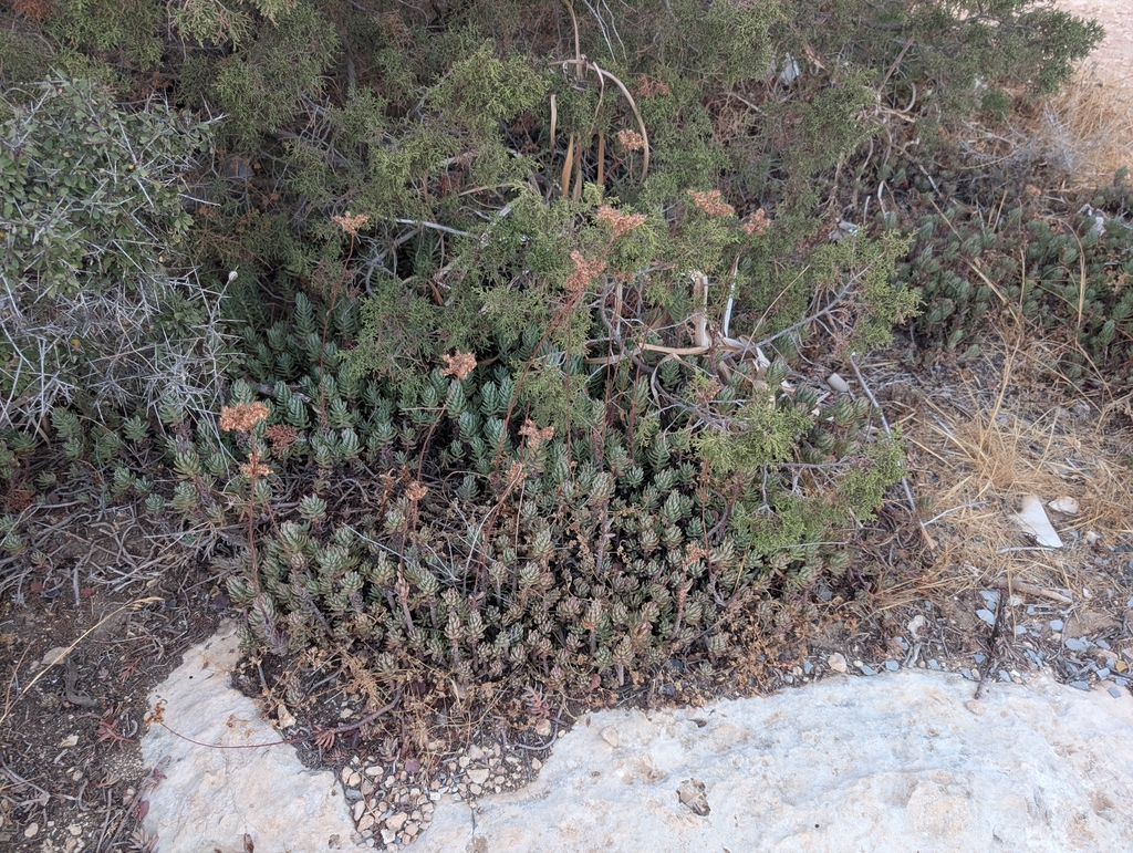 Sedum anophyllum 3