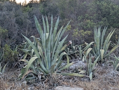 Agave (Agave americana): Herkunft und Verwendung — Foto 2