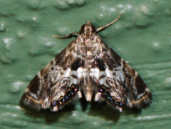 Usingeriessa
