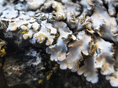 Physconia enteroxantha