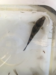 Gobiomorphus cotidianus