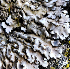 Physconia enteroxantha