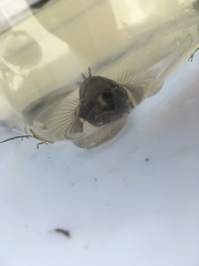 Gobiomorphus cotidianus