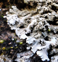 Physconia enteroxantha