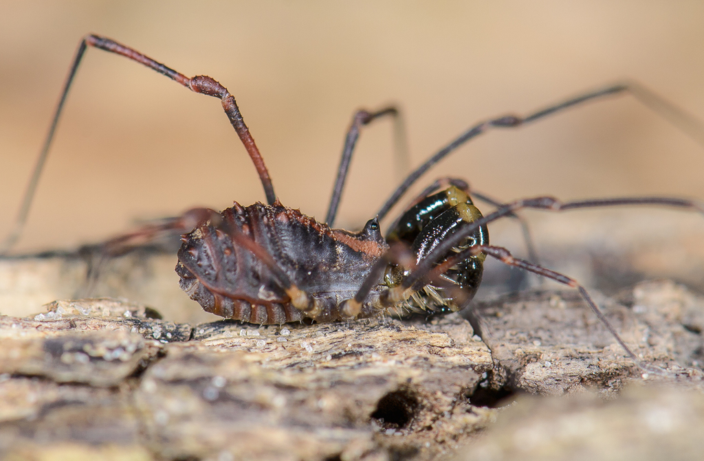 Glyptobunus