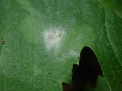 Podosphaera macularis