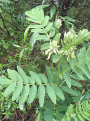 Astragalus americanus