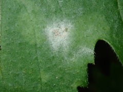 Podosphaera macularis