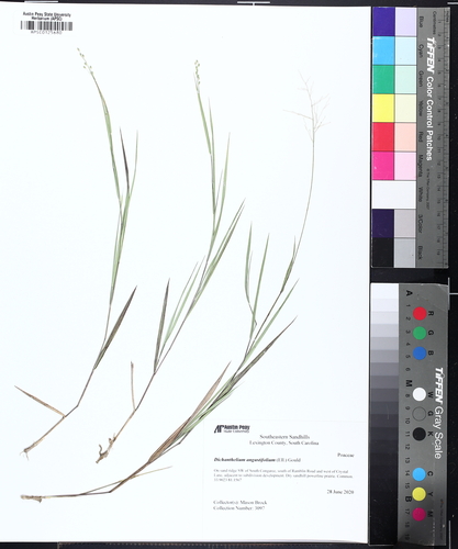 Narrow-leaved Witchgrass (Dichanthelium angustifolium)