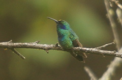 Colibri thalassinus