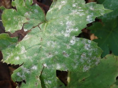 Podosphaera macularis