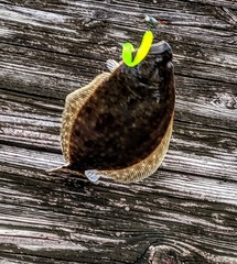 Paralichthys lethostigma