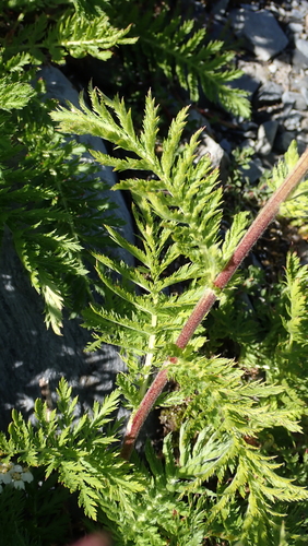 Achillea × stricta iNat (2)