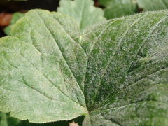 Podosphaera macularis