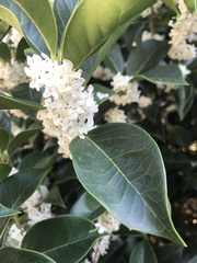 Osmanthus