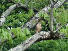Rupornis magnirostris