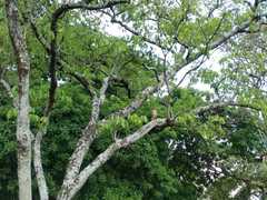 Rupornis magnirostris