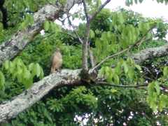Rupornis magnirostris