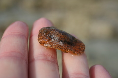 Platydoris angustipes