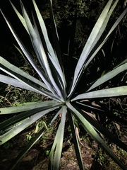Agave fourcroydes