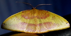 Heterolocha