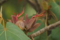 Chiranthodendron pentadactylon