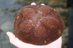 Clypeaster rosaceus