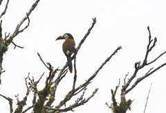 Andigena laminirostris