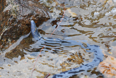 Caecilia tentaculata