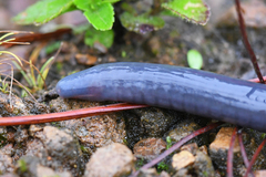 Caecilia tentaculata