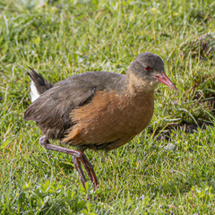 Rouget's Rail photo 5