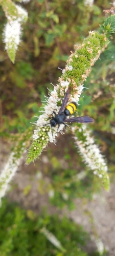 Scolia hirta