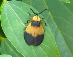 Lycus sallaei
