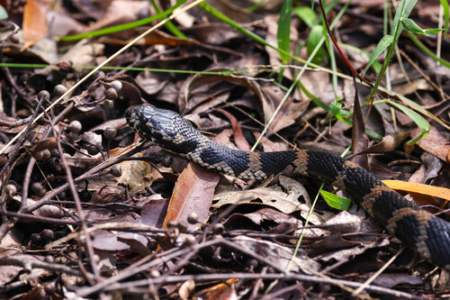 Stephens' Banded Snake