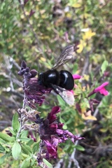 Xylocopa tabaniformis androleuca