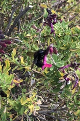Xylocopa tabaniformis androleuca
