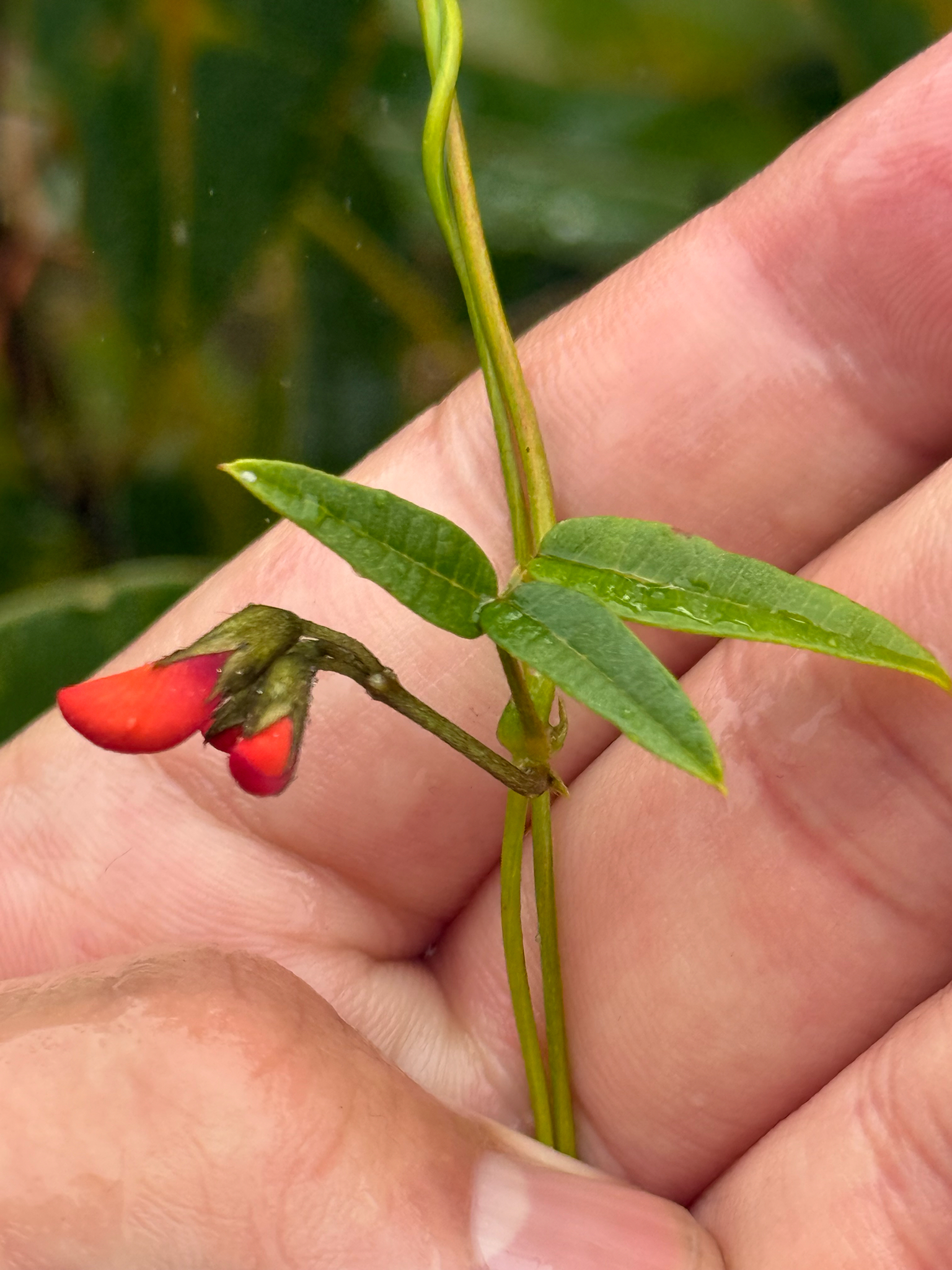 Imagem de Kennedia coccinea