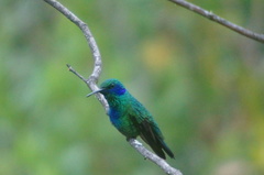 Colibri thalassinus
