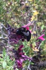 Xylocopa tabaniformis androleuca