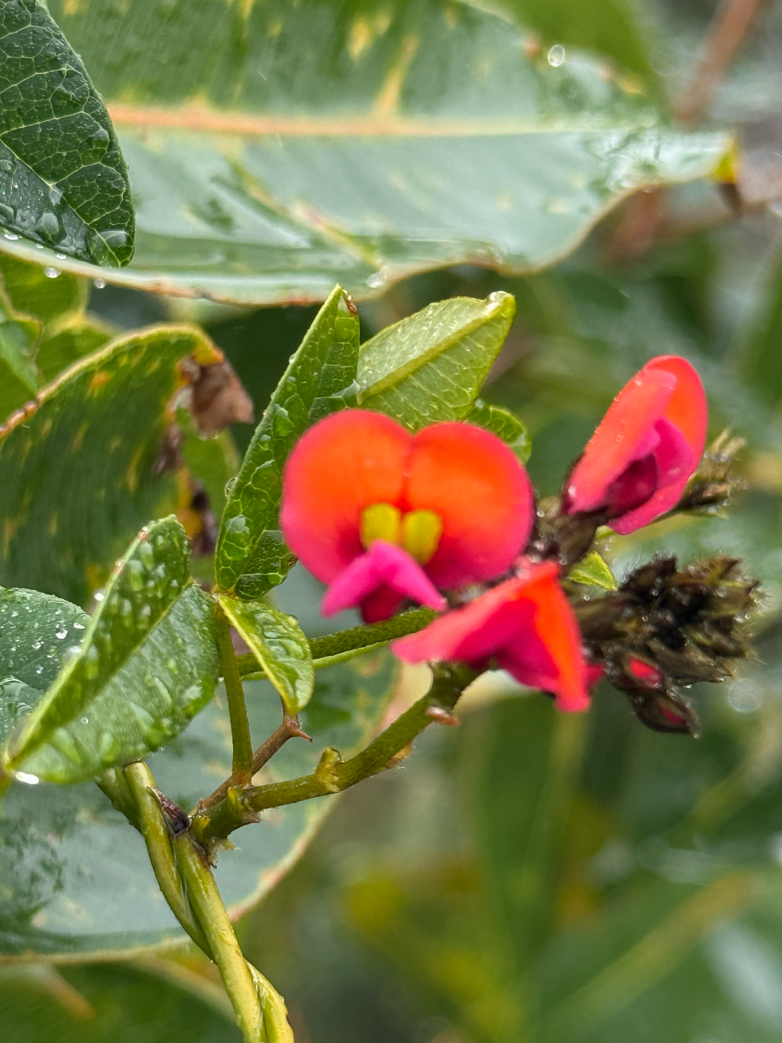 Imagem de Kennedia coccinea