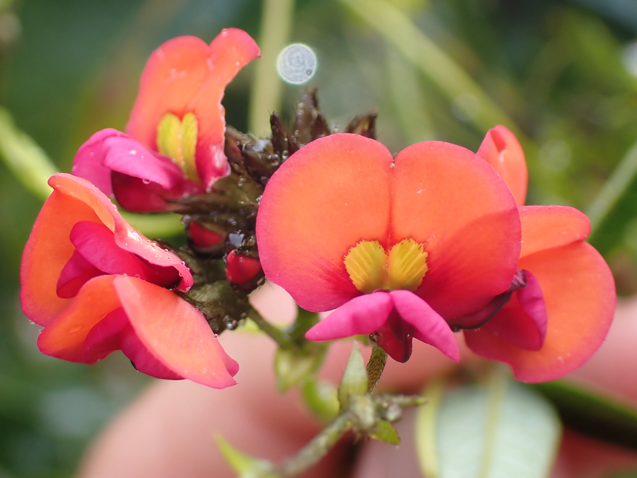Imagem de Kennedia coccinea