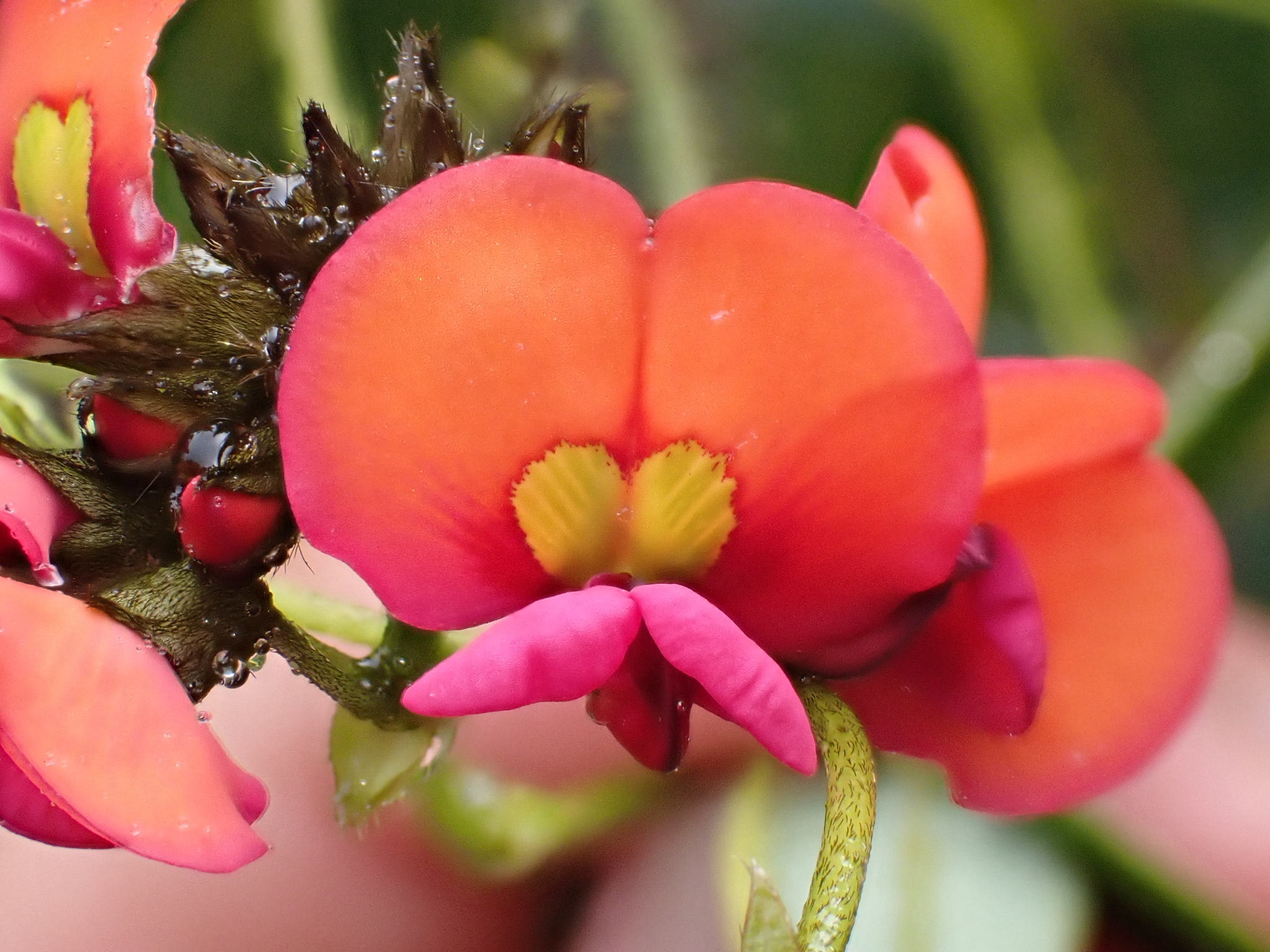 Imagem de Kennedia coccinea